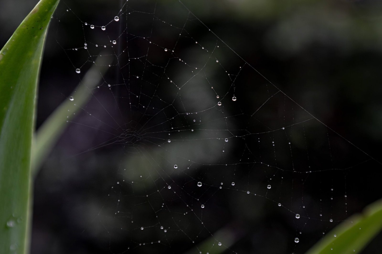 maria leticia canovas fotografia